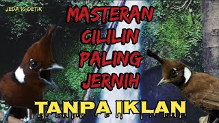 Masteran Cililin Suara Jernih Nembak Panjang + Jeda 10 Detik.