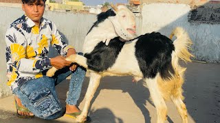 gulabi malva bakra at rajasthan bakra mandi tonk #tonkgoatmarket #tonkbakramandi #tonkbakra #goat