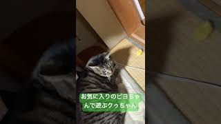 ひとり遊びする猫  #shorts   #キジトラ猫   #cat