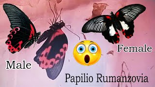 Amazing Scarlet Mormon #Papiliorumanzovia #amazingbutterfly #beautifulbutterfly