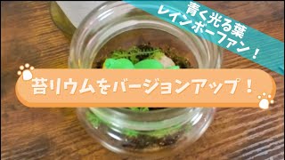 【レインボーファン】苔リウムを苔シダリウムにバージョンアップ！【テラリウム】