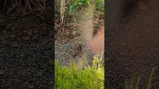 Wallaby eating leaves #animals #wildlife #nature #wallaby #cute