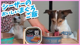 (犬のご飯 ASMR)シーザーおいしいマグロ味 ササミ・野菜入りを食べたジャックラッセルテリア