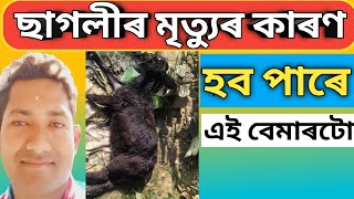 ছাগলীৰ পেচাব বন্ধ হোৱাৰ মেডিছিন, sagolir pesab bondho huwar medicine, bakri ka pesab bondh ho jana,