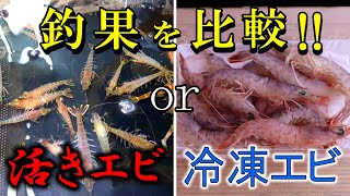 どっちが釣れる？活きエビと冷凍エビの釣果を比較。【一つテンヤ】