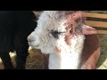 alpaca cria sounds