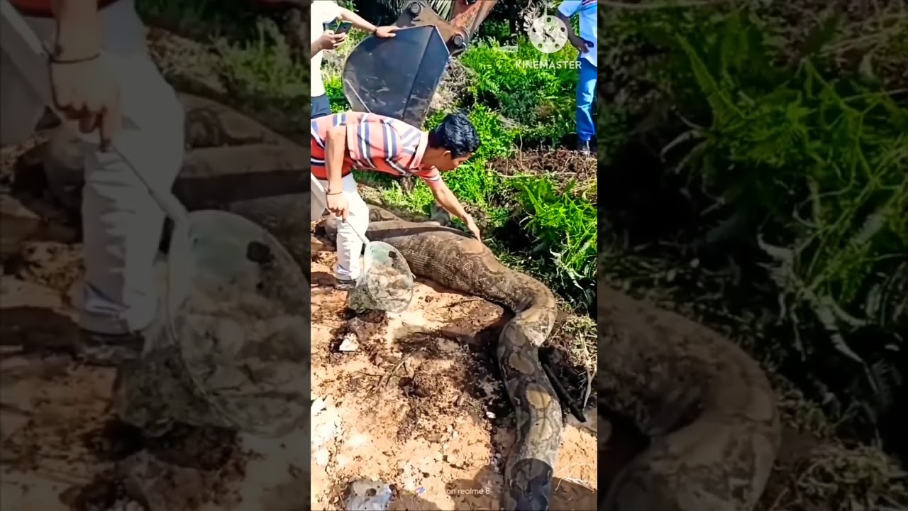 Python Digesting Wild Boar Youtube