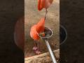 Snack time with Cher the flamingo! 🦩😋 #animals #birds #shorts