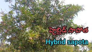 హుబ్రిడ్ #సపోట | Hybrid sapota