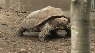 インコとゾウガメの森 (千葉市動物公園) 2020年9月17日