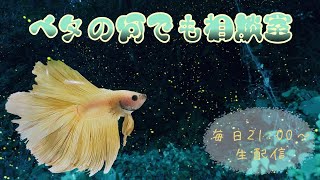 藤井サンコラボ　ベタの雑談と高知の映像・・・！【2022年9月2日】ベタの何でも相談室