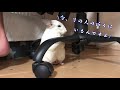 【チンチラ】ぼくの好きな人　chinchilla