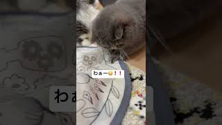 突然降り注ぐまん丸い猫！の巻 #shorts #cat #cute #猫 #猫のいる暮らし #かわいい猫 #エキゾチックショートヘア #ミヌエット