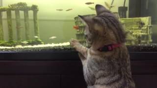 熱帯魚が気になる猫