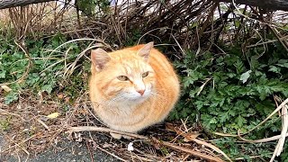 駐車場に茶トラ猫がいたのでナデナデしたらキジトラ子猫も撫でられに来た