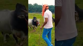 Punganuru Bull #shorts #indian #cows #desi ##punganur #viral