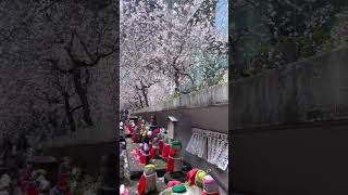 京都の桜開花状況3/29 六角堂の枝垂れ桜は八分さききでこの土日が満開になるでしょう　#京都観光スポット  #kyototrip