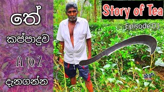 How to prune a tea cultivation | තේ කප්පාදුව මුල සිට සරලව