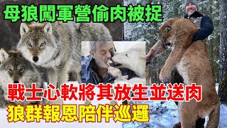 母狼闖軍營偷肉被捉，戰士心軟將其放生並送肉，狼群報恩陪伴巡邏#歷史#謎案#檔案#解說#真實案件#奇聞觀察室