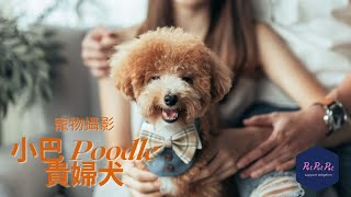 【狗狗拍攝】花絮 ｜小巴 Poodle貴婦犬｜寵物攝影