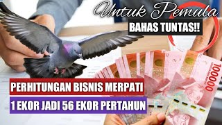 BEGINI PERHITUNGAN BISNIS MERPATI, 1 EKOR DALAM SETAHUN DAPAT 56 EKOR