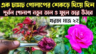 গোলাপের বৃদ্ধি কীভাবে বাড়ানো যায়.10 ROSE PLANT GROWING TIPS.Best homemade fertilizer for rose.