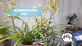 蕙兰开完花后怎样养护？主要分3步！简单实用！赶紧看看