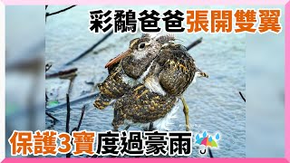 彩鷸爸張開雙翼護3寶躲豪雨　感人畫面千人暖翻：想幫忙撐傘｜第二級保育鳥類｜公鳥｜父愛