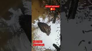 പുലി കിണറ്റിൽ വീണപ്പോൾ || leopard in the well || leopard || leopard at Wayanad || #shorts