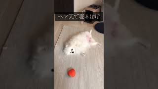 ヘソ天で寝る#ポメラニアン #pomeranian