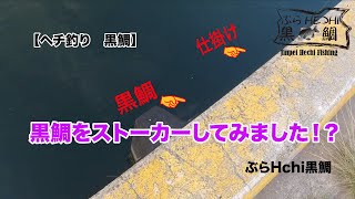 【黒鯛　ヘチ釣り】2021.9.6の釣果です。見えチヌを追いかけてみました。果たして釣果を得る事はできるのか？？？　　　　　ヘチ釣り　チヌ釣り　 黒鯛釣り　チヌ落とし込み釣り　ぶらHechi黒鯛