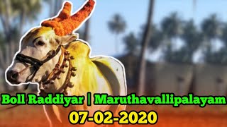 Boll Raddiyar | Maruthavallipalayam |Vellore Manjuvirattu