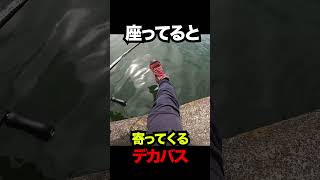 ヘラ師の隣に座ってるとデカバスが寄ってくる。 #霞ヶ浦バス釣り