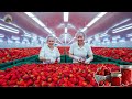 How American farmers harvest and process MILLIONS of strawberries: A modern strawberry jam factory!