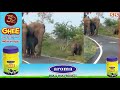 சாலையின் நடுவில் குட்டி யானை செய்யும் சேட்டை ❤️ cute elephant video elephant walking video