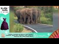 சாலையின் நடுவில் குட்டி யானை செய்யும் சேட்டை ❤️ cute elephant video elephant walking video