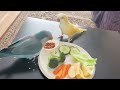 monk parakeet life with quaker parrots morning routine with parrots