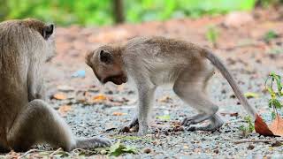 Cute Baby monkey Videos | Episode 044 |