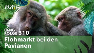 Gustavs Geschäfte in der Flohfabrik (Langfolge 310) | Elefant, Tiger & Co. | ARD