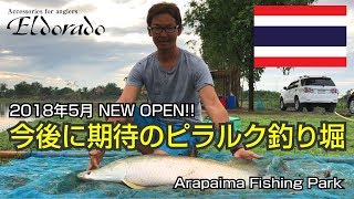 タイに新たなピラルク釣り堀がオープン - Arapaima Fishing Park