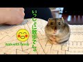 家族と散歩するでしゅ!! Hamster walking with family!!