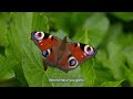 Dance of the Butterflies - Mountain Castle Band