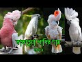 কাকাতুয়া পাখির দাম । Cockatoo bird price । কাকাতুয়া পাখির A-Z । কাকাতুয়া পাখি পালন । @RoufAgro