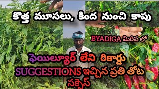 #byadiga #మిరప సక్సెస్ స్టోరీ, కాయ మూసలు క్లైమేట్ సరిగా లేకపోయినా #నింబగల్లు #ఉరవకొండ