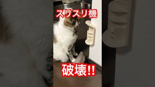 すりすりの勢いが強すぎた結果　#cat #おもしろ動画 #猫 #猫のいる暮らし