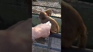 Touching a monkey 🐒