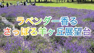 【北海道札幌市・さっぽろ羊ヶ丘展望台】クラーク博士で名高い羊ヶ丘展望台へ行ってきました。札幌市内ながら広大な土地を有し、正に北海道の広さを感じました。羊たちはの〜んびり過ごしていて、心癒されました！