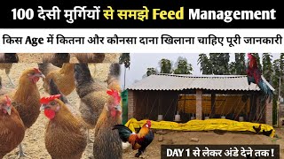 100 देसी मुर्गियों को एक जिनमें कितनी दाना खिलाना चाहिए | Desi murgi ko ek dinme kitna feed dena hai