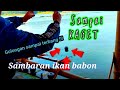 🩸 SAMPAI KAGET!!! SAMBARAN IKAN BABON