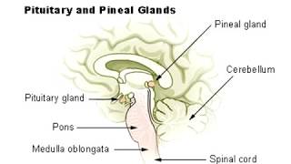 Pineal Gland Calcification - How To Decalcify The Pineal Gland
